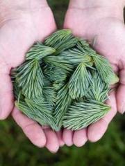 What is the name of 