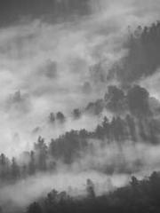 Free reading of Ling