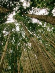 Wang Xuan Mu Qingyue