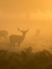 lt;lt;Legend of Yunx