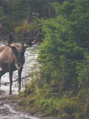 Super Dimensional Me