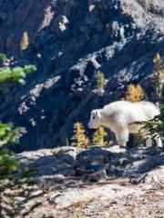 Rong Shao Nan Ning Y